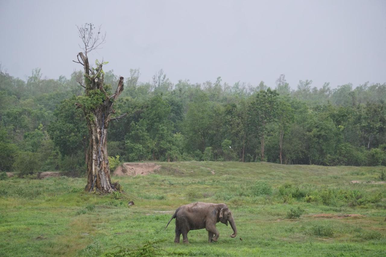I Love Phants Lodge Ban Huai Thawai Zewnętrze zdjęcie