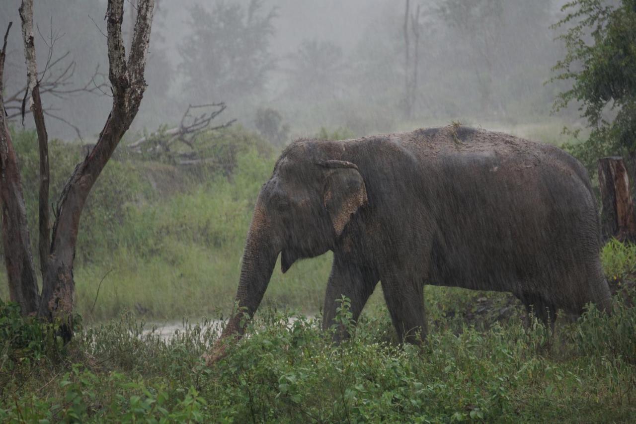 I Love Phants Lodge Ban Huai Thawai Zewnętrze zdjęcie
