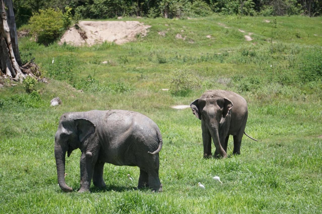 I Love Phants Lodge Ban Huai Thawai Zewnętrze zdjęcie