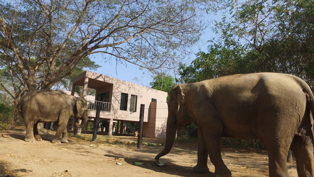 I Love Phants Lodge Ban Huai Thawai Zewnętrze zdjęcie